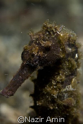 seahorse/hippocampus taken at Lembeh Straits by Nazir Amin 